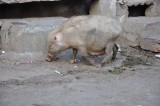 DSC_0560_2.jpg