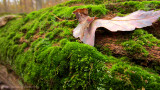 moss and log.jpg