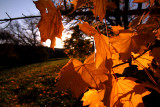 Yellow Maple.jpg
