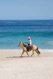 Los Cabos Beach Horseback Rider