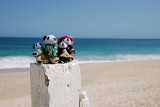 The Pandafords visit a Cabo Hotel Zone beach 