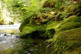 Along the banks of the McKenzie River