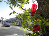 Tree Bottles