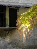 palm frond over El Rio Cuale
