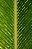 Palm Frond Detail