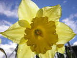 Daffodil