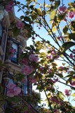 Sutter Street Blooms