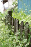Sitka fence