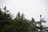 Bald Eagles near Sitka