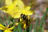 SOLITARY BEE AND DAFFODIL