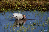 White Ibis,  Eudocimus albus