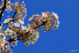 PEAR BLOSSOMS