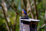 Eastern Bluebird, Sialia sialis