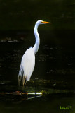 Great Egret, Ardea alba