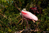 Roseate Spoonbill, Platalea ajaja