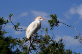 Cattle Egret, Bubulcus ibis