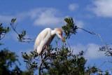 Cattle Egret, Bubulcus ibis