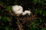 Snowy Egret, Egretta thula