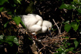 Snowy Egret, Egretta thula