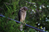 Red-shouldered Hawk, Buteo lineatus, juvenile