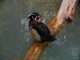 Wood duck Aix sponsa