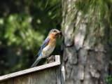 Eastern Bluebird   Sialia sialis