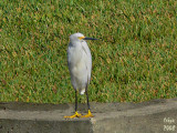 Snowy Egret Egretta thula