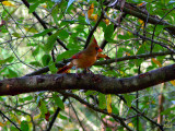 Cardinal Cardinalis cardinalis