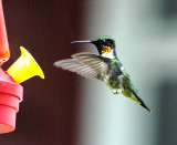 Hummingbird in Wisconsin