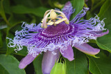 Purple Passion Flower