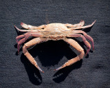 Mackerel Crab