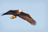 Eagle Flying High