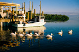 White Pelicans in Line
