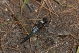 White-fronted Corporal