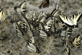 Tiger Swallowtails Puddling
