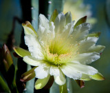 Night Blooming Ceres