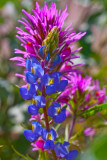 Owl Clover & Lupine