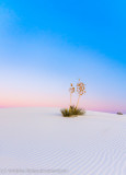 Whitesands -6575.jpg