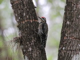 Yellow-bellied Sapsucker