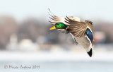 Mallard, Colvert (Anas-platyrhynchos)