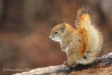 North American red squirrel (Tamiasciurus hudsonicus)