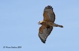 Red-shouldered Hawk, Buse  paulettes ( Buteo lineatus )