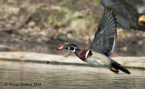 Wood-duck, Canard branchu (Aix sponsa)
