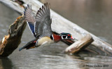 Wood-duck, Canard branchu (Aix sponsa)