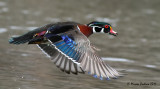 Wood-duck, Canard branchu (Aix sponsa)