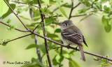 Least Flycatcher, Moucherolle tchbec (Empidonax minimus)