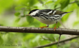 Blackpoll Warbler, Paruline raye (Dendroica striata)