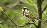 Chestnut-sided Warbler, Paruline  flancs marron ( Dendroica pensylvanica )