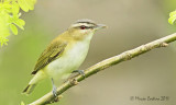 Red-eyed Vireo, Viro aux yeux rouges (Vireo olivaceus)