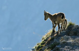 Alpine ibex (Capra ibex)